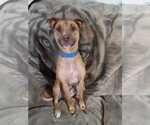 Small American Pit Bull Terrier Mix