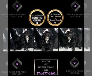 Poodle (Miniature) Puppy for sale in WARSAW, IN, USA