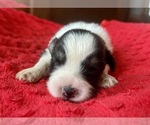 Small #6 Australian Shepherd