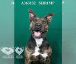 Small #1 Chinese Shar-Pei Mix