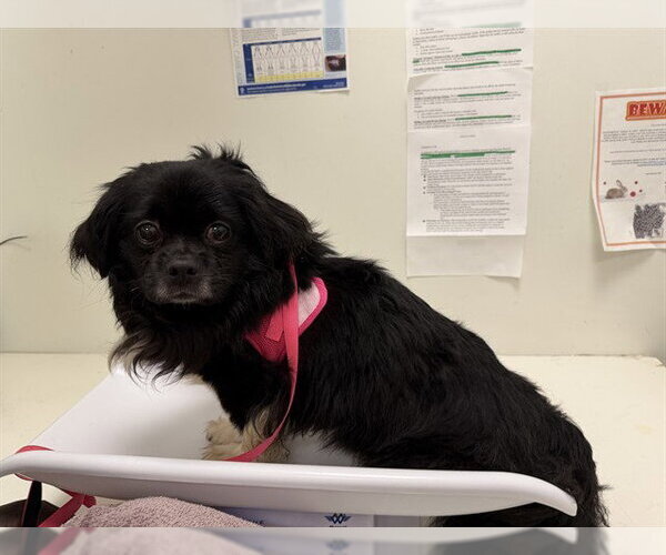 Medium Photo #1 Pekingese Puppy For Sale in Berkeley , CA, USA