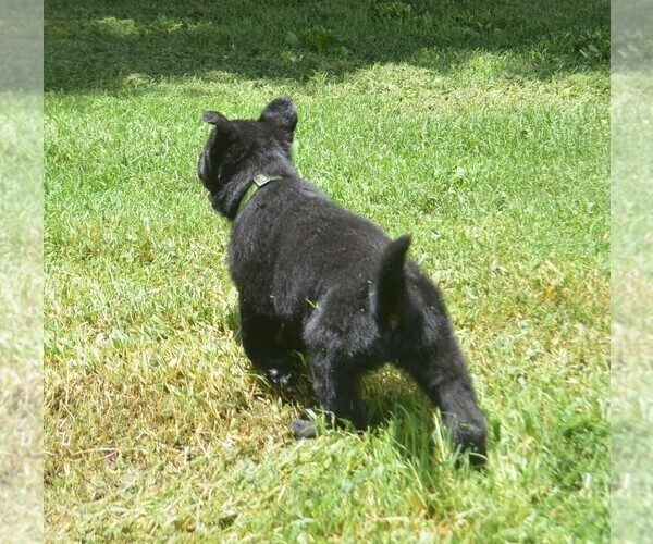 Medium Photo #3 German Shepherd Dog Puppy For Sale in POWDER SPRINGS, GA, USA