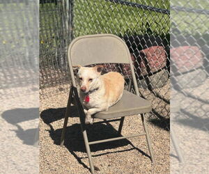 Cardigan Welsh Corgi-Dachshund Mix Dogs for adoption in Mukwonago, WI, USA