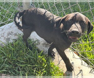 Labrador Retriever Mix Dog for Adoption in Riverside, California USA