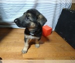 Small Photo #4 German Shepherd Dog Puppy For Sale in DRURY, MO, USA
