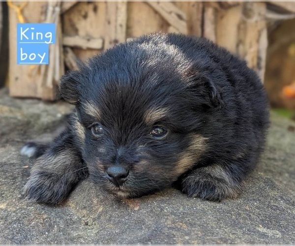 Medium Photo #18 Pomeranian Puppy For Sale in COMER, GA, USA