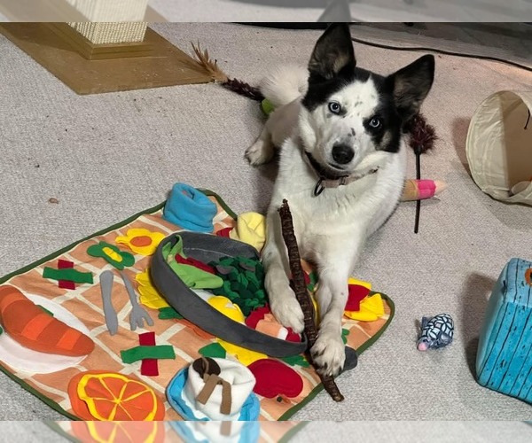 Medium Photo #3 Huskies -Unknown Mix Puppy For Sale in Farmington, MN, USA