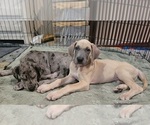 Small #32 Great Dane