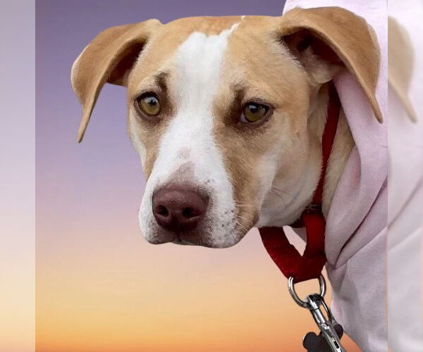 Medium Photo #8 Mutt Puppy For Sale in Canton, CT, USA