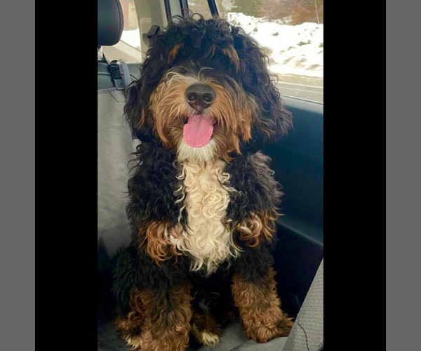Medium Photo #1 Miniature Bernedoodle Puppy For Sale in TRUCKEE, CA, USA