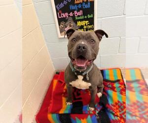 Mutt Dogs for adoption in Brighton, CO, USA