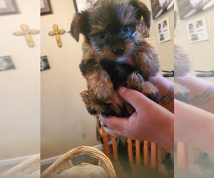 Yorkshire Terrier Puppy for Sale in GLENDALE, Arizona USA