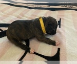 Small Photo #8 Boxer Puppy For Sale in WAUCHULA, FL, USA