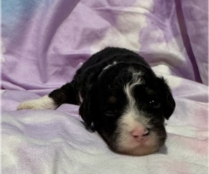 Miniature Bernedoodle Puppy for sale in LONGMONT, CO, USA