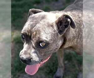 Freesia - Female Mutt Dog for Adoption - Photo #3