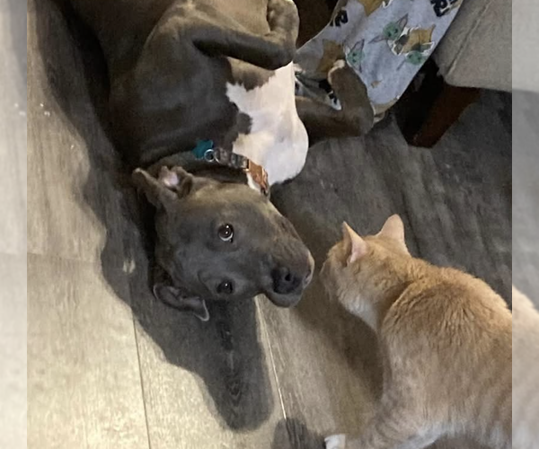Medium Photo #3 American Staffordshire Terrier-Unknown Mix Puppy For Sale in Decatur, GA, USA