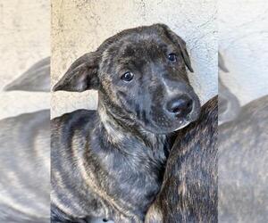 Staffordshire Bull Terrier-Unknown Mix Dogs for adoption in Oklahoma City, OK, USA