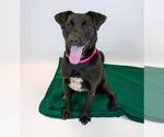 Small #2 Retriever  Mix