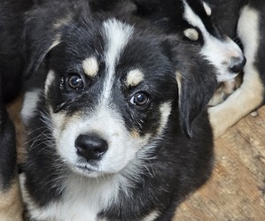 Labrador Retriever Puppy for sale in ONTARIO, CA, USA