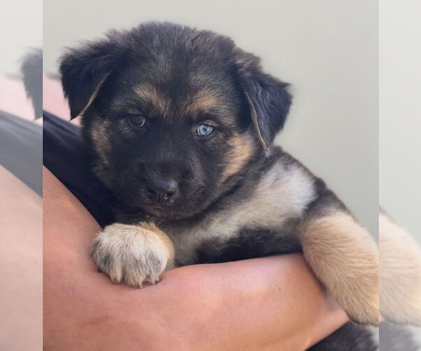 Medium Photo #1 Bernese Mountain Dog-Unknown Mix Puppy For Sale in Dana Point, CA, USA