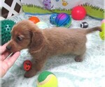 Small #6 Chiweenie