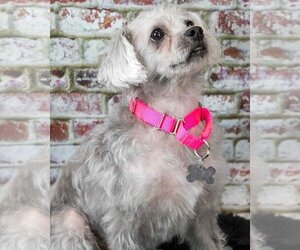 Poodle (Miniature)-Unknown Mix Dogs for adoption in Kennesaw, GA, USA