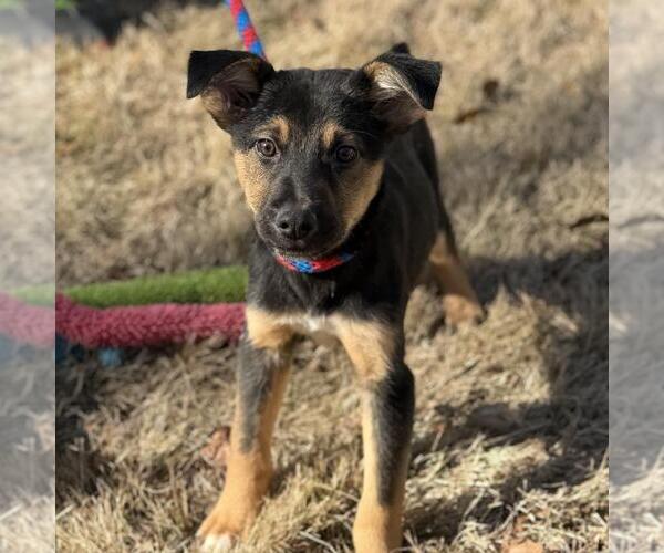 Medium Photo #2 Mutt Puppy For Sale in Yardley, PA, USA