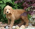 Small #3 Labradoodle-Poodle (Standard) Mix