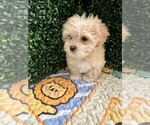 Puppy 5 Maltipoo-Shih Tzu Mix