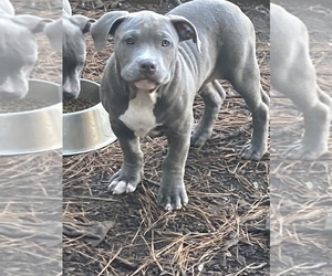 American Bully Puppy for Sale in BEULAVILLE, North Carolina USA