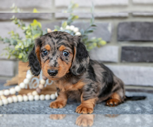 Dachshund Litter for sale in TOPEKA, IN, USA