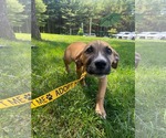 Small #8 Mutt