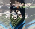 Small Photo #3 Olde English Bulldogge Puppy For Sale in SAN FRANCISCO, CA, USA