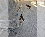 Small #3 Beagle