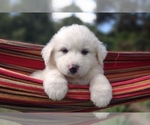 Small #28 Great Pyrenees