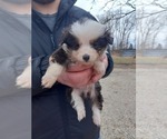 Small Miniature Australian Shepherd