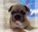 Puppy Adam French Bulldog