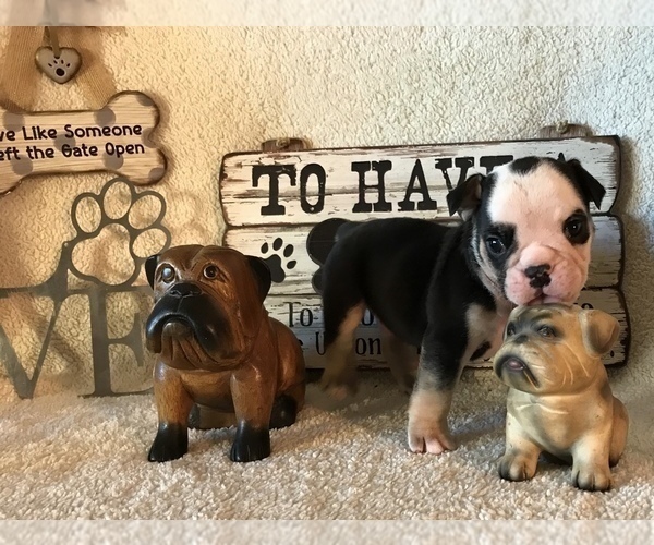 Medium Photo #4 Olde English Bulldogge Puppy For Sale in CYNTHIANA, IN, USA