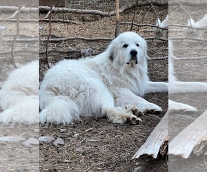 Father of the Great Pyrenees puppies born on 04/06/2023
