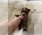 Small Photo #9 Yorkshire Terrier Puppy For Sale in HAYWARD, CA, USA