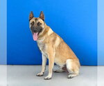 Small #2 German Shepherd Dog