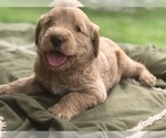 Small Photo #5 Labradoodle Puppy For Sale in FLORENCE, TX, USA