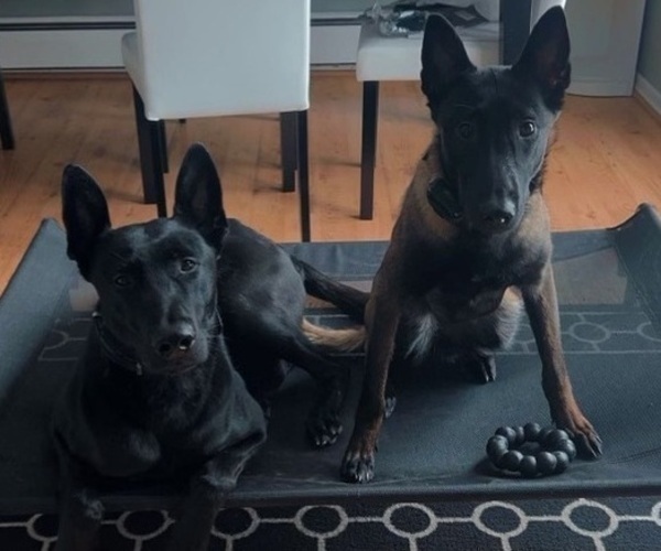 Medium Photo #9 Belgian Malinois Puppy For Sale in ROCHESTER, NY, USA
