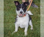 Small #2 Jack Russell Terrier Mix
