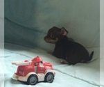 Small Photo #4 Chihuahua Puppy For Sale in BLACKSTONE, VA, USA