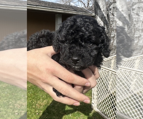 Medium Photo #1 Cavapoo (Miniature) Puppy For Sale in MEDFORD, OR, USA