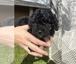 Puppy Puppy 5 Cavapoo (Miniature)