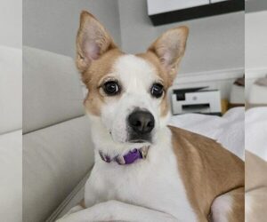 Mutt Dogs for adoption in Spring Lake, NC, USA