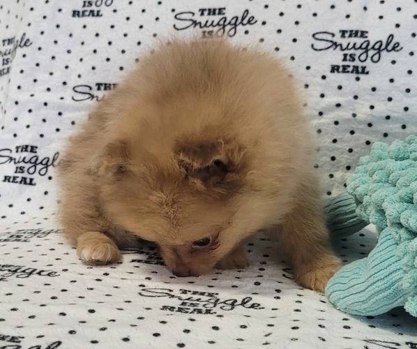 Medium Photo #5 Pomeranian Puppy For Sale in ORRVILLE, OH, USA