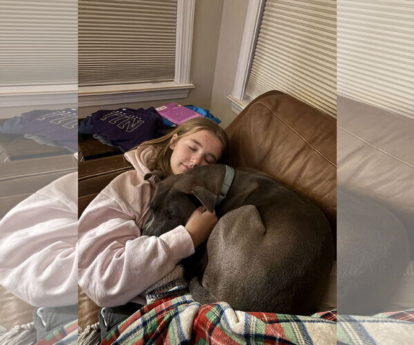 Medium Photo #2 Mutt Puppy For Sale in Hillsboro, NH, USA